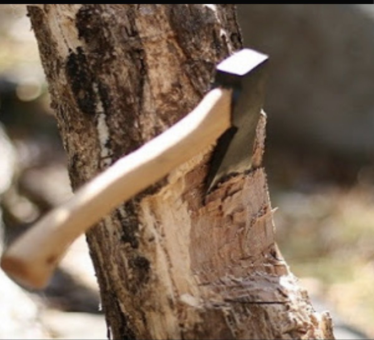 يمضي الردا لاجاك من نايد الناس 
ويتعبك من ناسٍ يضمك نسبها 

ما يوجع الشجره قسا ضربة الفاس 
اكبر وجعها ان العصا من خشبها