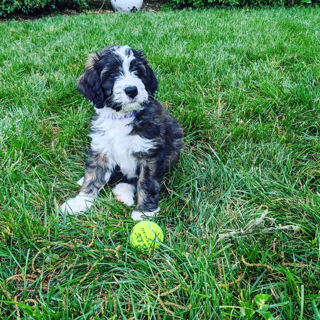 atlantapetlife's tweet photo. How it started vs. How it's going: From a little ball of fluff to a full-grown furball of joy! ๐พโจ
Wishing you a fantastic Thursday and gearing up for another PAW-some weekend in Atlanta! ๐
๐Olive
#ThrowbackThursday #PuppyDays #GrownUpFurriend #ATLPets https://t.co/QTZPGZ4iF8