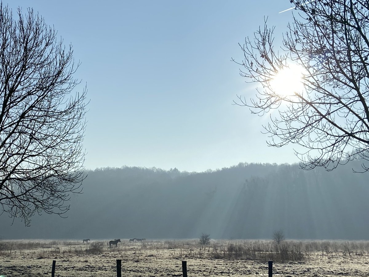 annemieke_vos1's tweet photo. Ze stonden relatief dichtbij
maar voor de lens ver weg
de groep Konikpaarden
stil en vredig
het landschap als kader voor de foto
onwaarschijnlijk mooi
in de krans van winterse zonnestralen
leken ze gestuurd door God
#magnifiekZL #Houthem #Ingendael vanuit de tuin @Sint_Gerlach https://t.co/QfwSBLgZcq