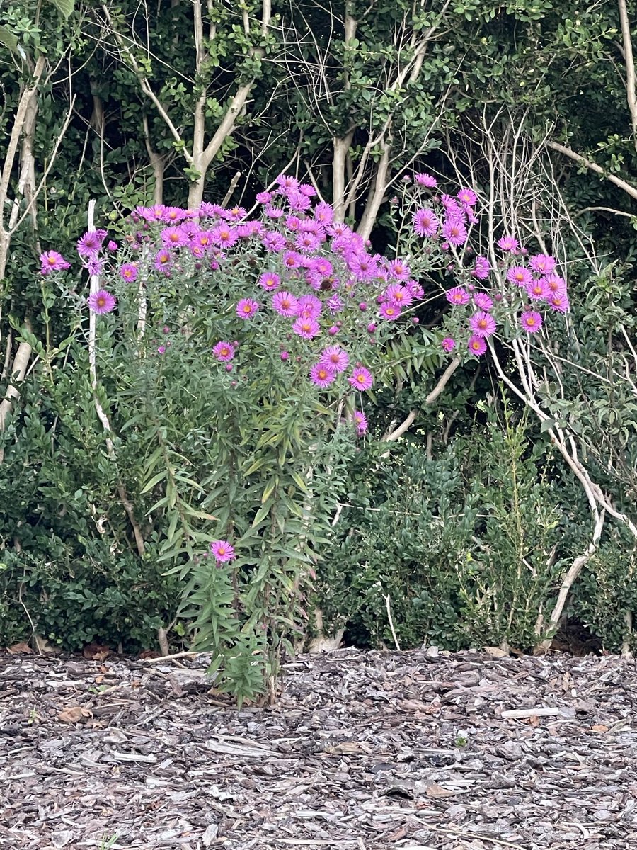 BellaFeras's tweet photo. Wilderness https://t.co/JMV7PPG8Zp