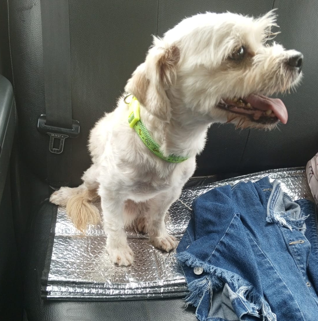 AlertaMePerdi's tweet photo. #ENCONTRADO #GUAYAQUIL
Fecha: 11/01/24
Sector: Norte, Alborada 11ava  etapa, frente a Aprofe
Sexo: Macho
Raza: Mestizo
Observación: Color blanco, mediano, pelo lacio, trae un collar color verde sin placa
Contacto: 0981216291
¡Ayúdalo a volver con su familia!
#AlertaMePerdí https://t.co/PdcDMfqWeX