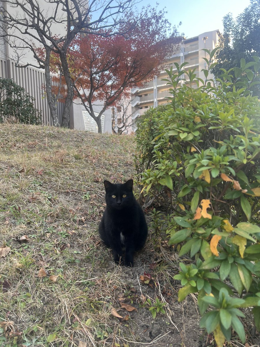 stepnshiba's tweet photo. @Stepnofficial #STEPNRecap2023
色んな野良猫と会えたこと
膝が限界を迎えたこと https://t.co/fQzdItnkPo