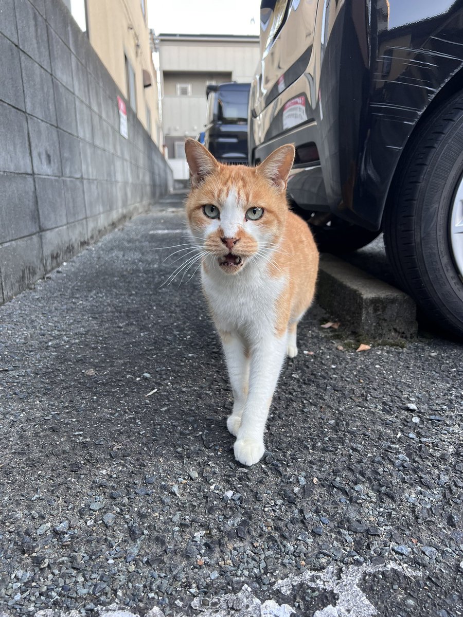 stepnshiba's tweet photo. @Stepnofficial #STEPNRecap2023
色んな野良猫と会えたこと
膝が限界を迎えたこと https://t.co/fQzdItnkPo