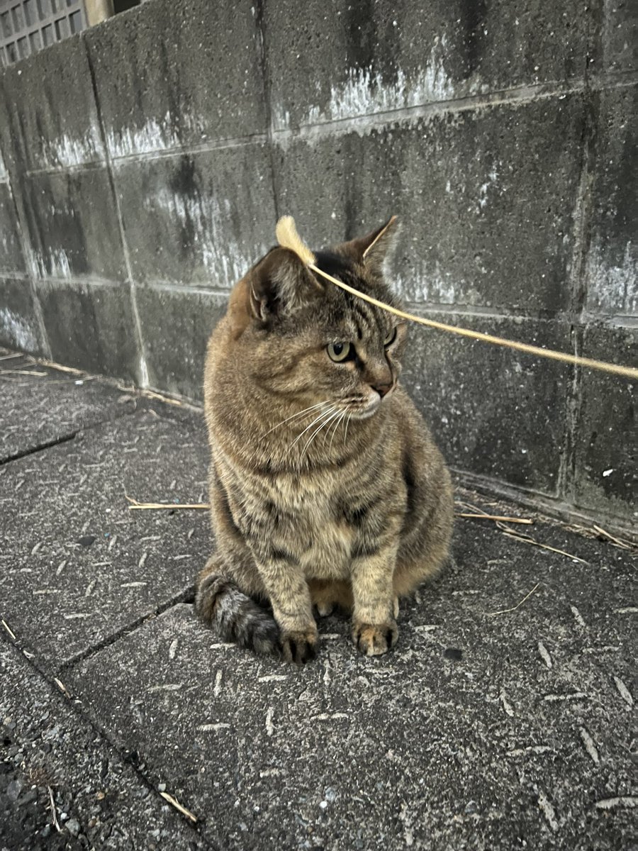 stepnshiba's tweet photo. @Stepnofficial #STEPNRecap2023
色んな野良猫と会えたこと
膝が限界を迎えたこと https://t.co/fQzdItnkPo