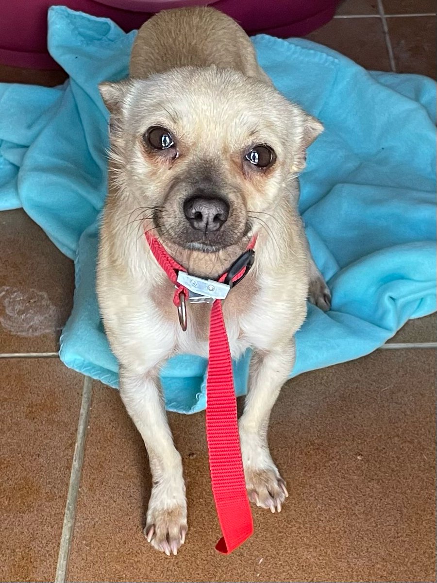 Pro_Ani_LaNucia's tweet photo. Alguien lo abandonó en la jaula, sin chip, aterrado. 
Pequeñito e indefenso
Qué penita verse así.
Nos llega gente a por pequeños,  pero quieren llegar, elegir y llevárselo, nada de dedicar tiempo a un animalito asustado. 
Qué vamos a hacer contigo pequeñín? https://t.co/vVmsdHT5QC