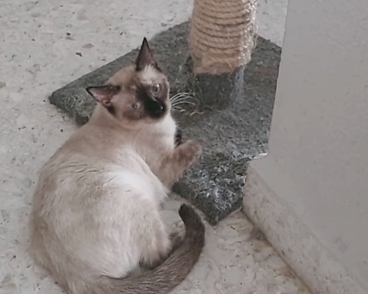 At MFAVN, spend three intensive summer semesters in the heart of NYC, then return home for the online fall and spring classes. Our community spans the globe–Check out pics 3-4 of Indra Fonseca's ('25) riso studio (and cat!) in Monterrey, Mexico. Apps open for a Summer 2024 start!