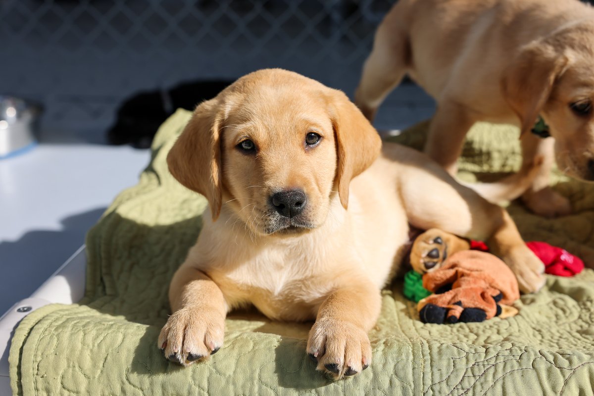 Because everyone needs a puppy on their feed 🐾 Anyone with the time to commit to training a puppy can help transform the life of someone with a disability by raising a service dog puppy. Visit the link below to learn more! ow.ly/Cb8s50QhzY9