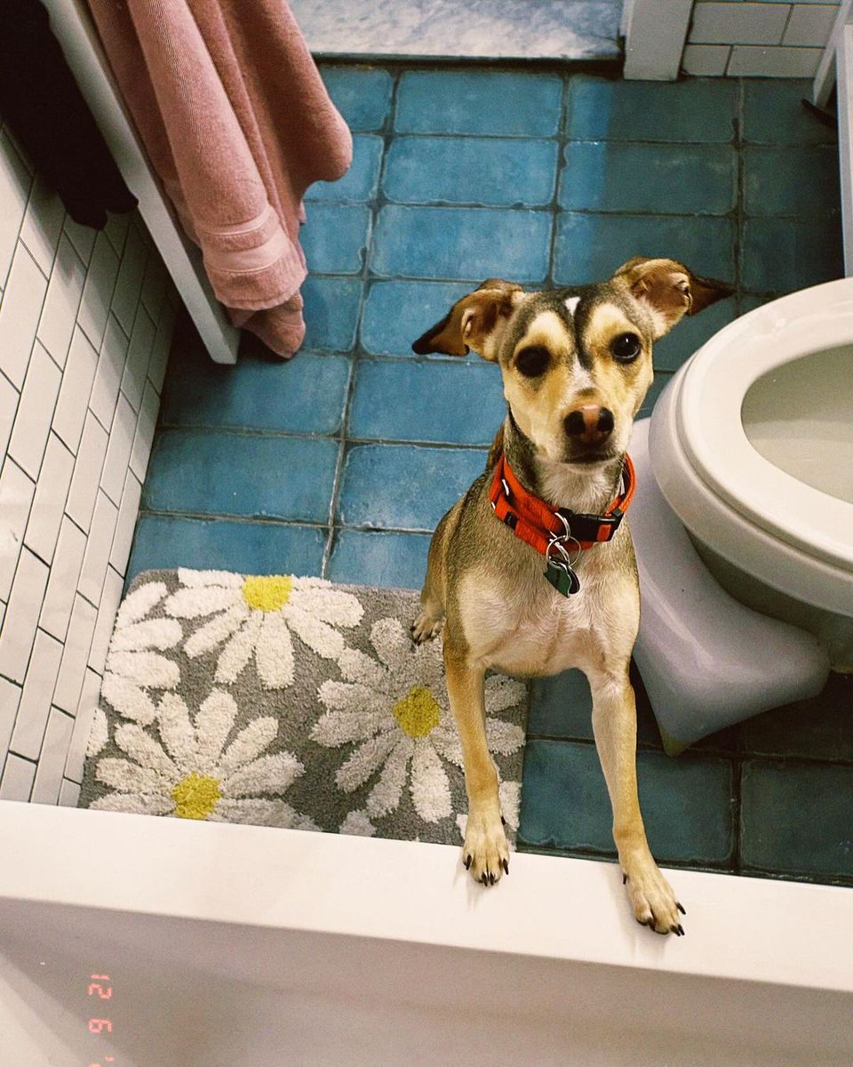 Willa Tellekson-Flash tweet media