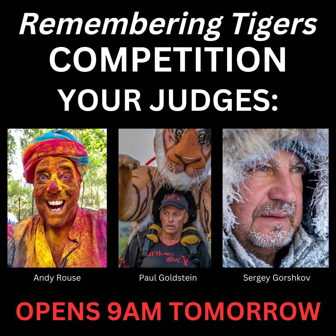 REMEMBERING TIGERS COMPETITION LAUNCHES AT 9AM TOMORROW! We are thrilled &amp; honoured to announce these three esteemed photographers joining our photo contest's judging panel: Andy Rouse <a href="/wildmanrouse/">Andy Rouse 🏴󠁧󠁢󠁷󠁬󠁳󠁿</a>, <a href="/paulgoldstein59/">Paul Goldstein</a> and Sergey Gorshkov. Register to enter: rememberingwildlife.awardsplatform.com