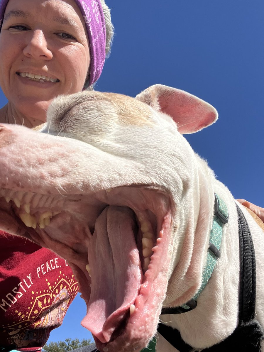 robynrdobbins's tweet photo. #DaisyRaven does not like walk selfies and shows her disdain with a yawn. But, what funny pictures!
65° and zero clouds today. Soaking up the natural vitamin D all afternoon as winter is supposed to drop in tomorrow.
Don’t forget Less of Me Success Stories is tonight at 7 central.
https://t.co/b5gz56e6X0