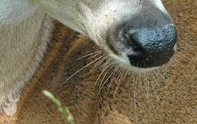 Smatterbrain's tweet photo. Not enough people drawing their deer with whiskers. We have to be better. https://t.co/Os1SN3531T