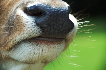 Smatterbrain's tweet photo. Not enough people drawing their deer with whiskers. We have to be better. https://t.co/Os1SN3531T