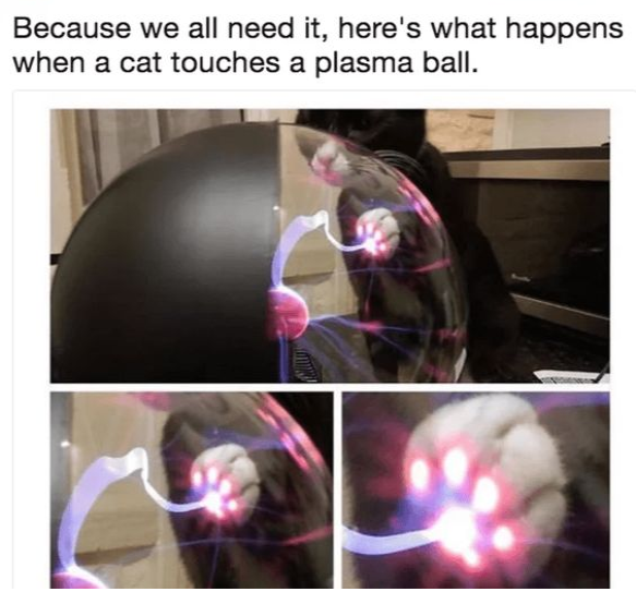 Memes to Show Your Cat (@showyourcat) on Twitter photo 