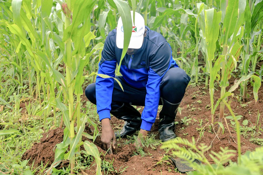 BMineagrie's tweet photo. En marge de cette activité, l'Assistant du Ministre du @BMineagrie a aussi participé à la plantation des plants agroforestiers à l'#IRAZ ds le cadre de la journée dédiée à la protection de l'environnement.4348 arbres octroyés par #TUBURA ont été plantés sur la colline #Mashitsi. https://t.co/DjMYdUy0Tj