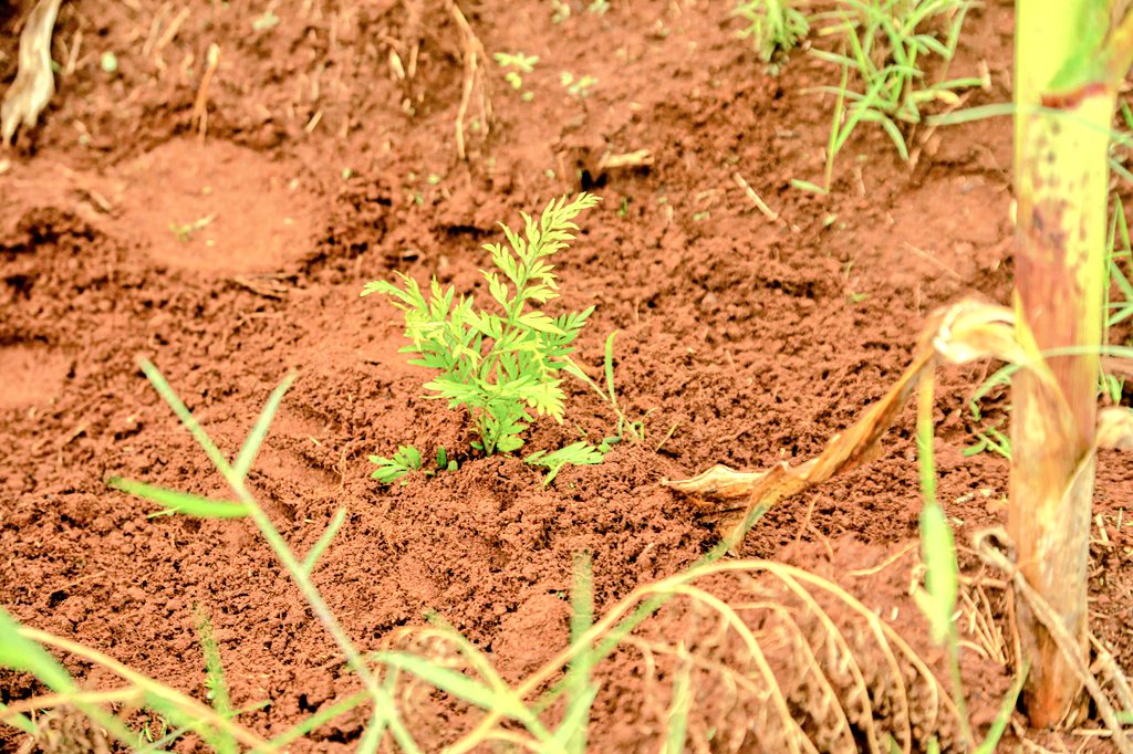 BMineagrie's tweet photo. En marge de cette activité, l'Assistant du Ministre du @BMineagrie a aussi participé à la plantation des plants agroforestiers à l'#IRAZ ds le cadre de la journée dédiée à la protection de l'environnement.4348 arbres octroyés par #TUBURA ont été plantés sur la colline #Mashitsi. https://t.co/DjMYdUy0Tj