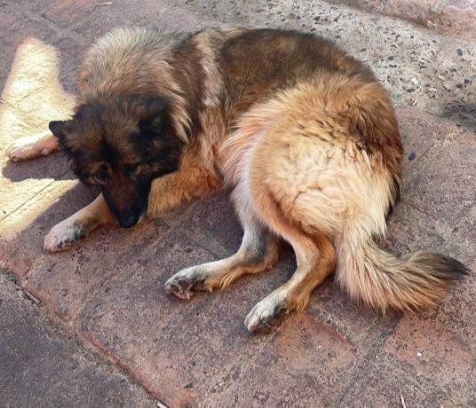 Se busca a Estrellita, perdida el día 02 de enero en #Olmué.

Cualquier información por favor al WhatsApp +56999739665.

Por favor RT. 🙏🏻