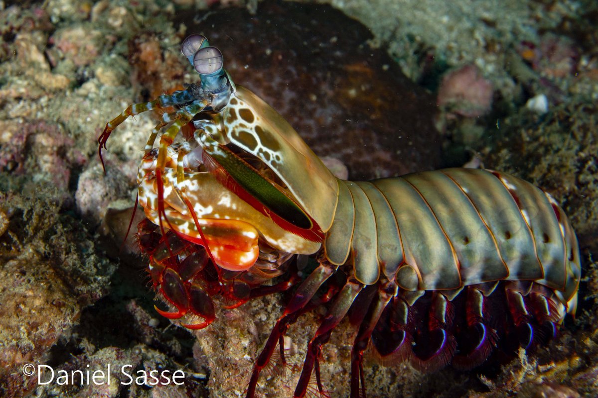 DanThΞMan Photography 📸 tweet media