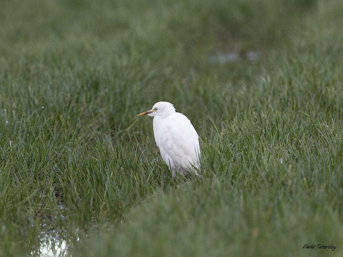 davidtattersley's tweet photo. One of two Barn Owl out hunting in the middle of the day, one of four Cattle Egret present plus one of a couple of hundred Whooper Swan #Thurnham area in very pleasant weather today @LDBWSnews https://t.co/8BD8fVu9u9