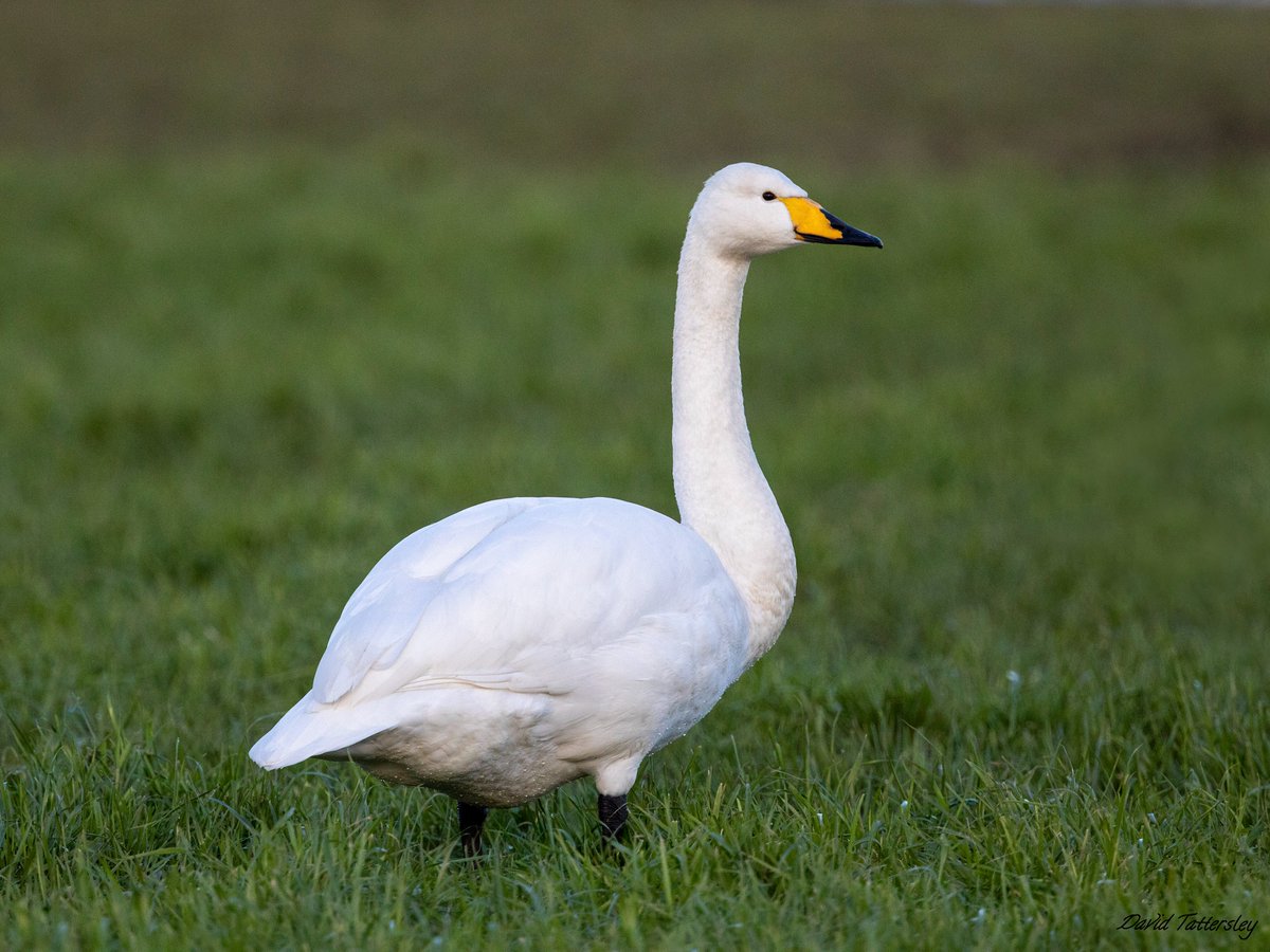 davidtattersley's tweet photo. One of two Barn Owl out hunting in the middle of the day, one of four Cattle Egret present plus one of a couple of hundred Whooper Swan #Thurnham area in very pleasant weather today @LDBWSnews https://t.co/8BD8fVu9u9