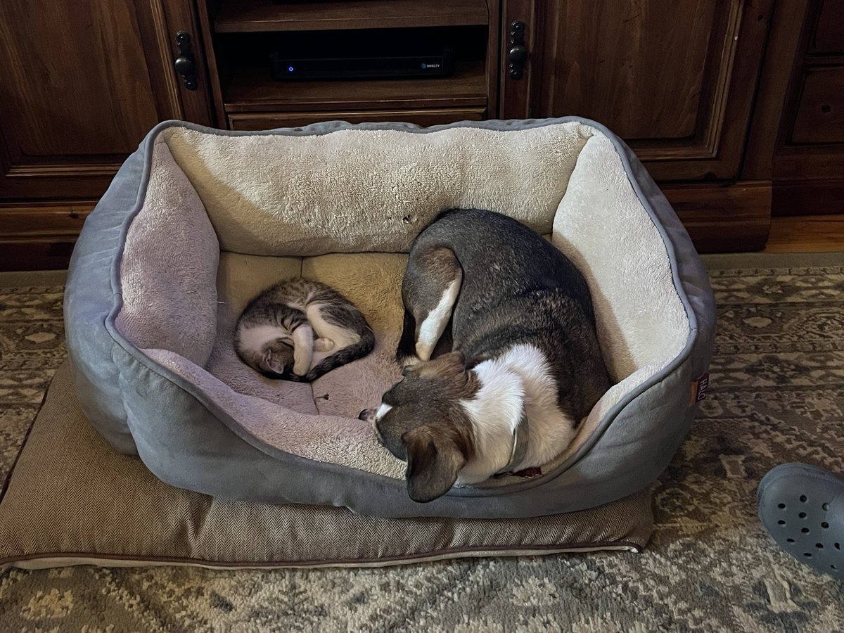 Twy_Joe's tweet photo. There’s a new face in the house and he keeps stealing my beds!! #help #notanothercat #dogsrule #adoptdontshop https://t.co/E52xC15ufH