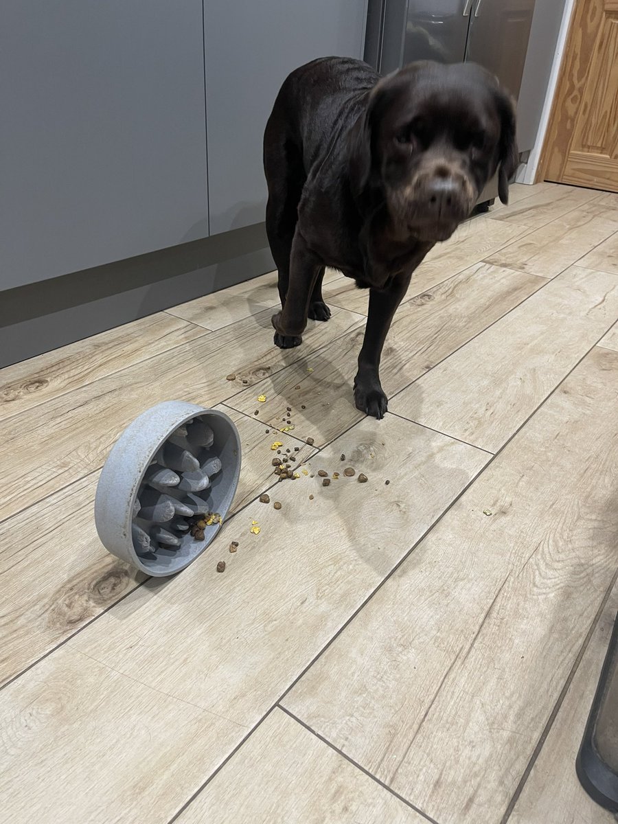 My sister has come to stay She has one of those slow feeder bowls. Being a Labrador, she doesn’t like slow eating… So she tipped it all out and inhaled off the floor 😂😂 #chocolateLabrador