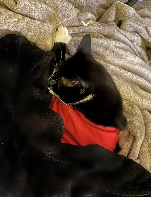 Such a spoiled little boy 🙌 I was gonna fold that laundry but....it can wait 🫶 #LifeWithCats #FurFam<a href="/tag/lifewithcats"class="tags"><span>#lifewithcats</span></a><a href="/tag/furfam"class="tags"><span>#furfam</span></a>