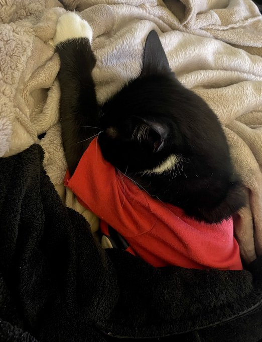 Such a spoiled little boy 🙌 I was gonna fold that laundry but....it can wait 🫶 #LifeWithCats #FurFam<a href="/tag/lifewithcats"class="tags"><span>#lifewithcats</span></a><a href="/tag/furfam"class="tags"><span>#furfam</span></a>