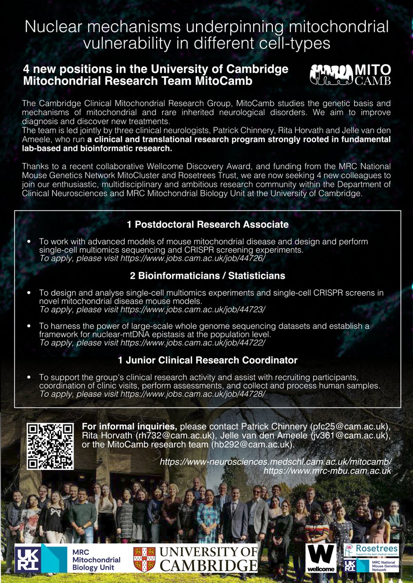 📢We're hiring! Not one but FOUR roles in the @cam_mito team! All on one page now: www-neurosciences.medschl.cam.ac.uk/mitocamb/work-… Join us to do world-leading #singlecell🔬, #Bioinformatics📊or #clinicaltrials💊research on #MITO disease & #RareDisease, with @MRCMouseNetwork @wellcometrust @RosetreesT