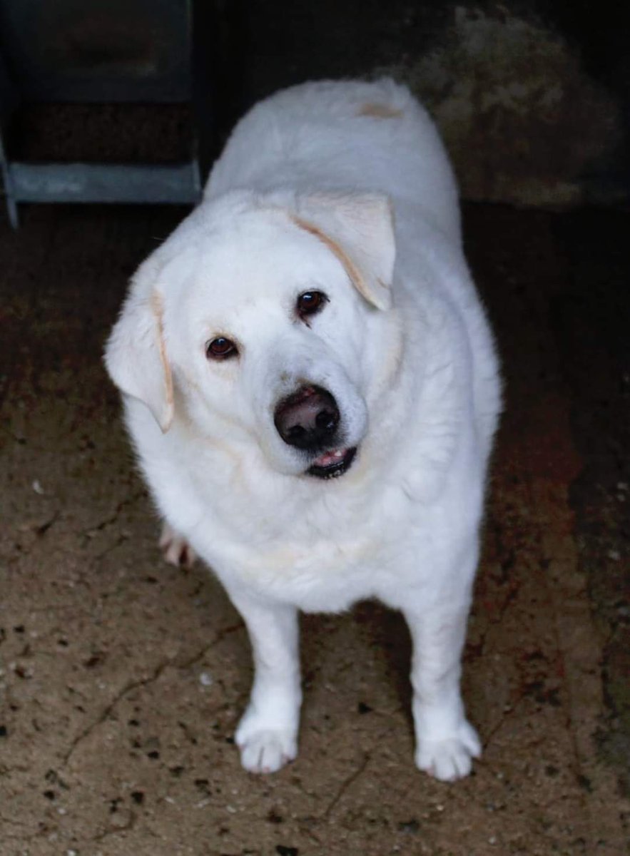 🔴 CODY 15 ANNI 
A BREVE VERRÀ TRASFERITO 🔴
 È senza coda, un po' in sovrappeso, un concentrato di dolcezza.

Maschio, 15 anni circa, taglia media 30/35 kg, condivideva il box con una femmina.
Si trova a Taurianova (RC), Calabria.

☎️ Mimma 389-6355214
☎️ Clodine 371-4916307