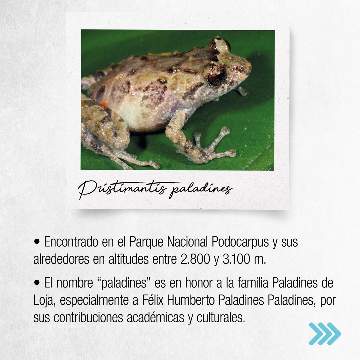 🐸🇪🇨 Descubrimientos sorprendentes en el mundo de la herpetología

 El #MuseoDeZoología de la <a href="/utpl/">🎓 UTPL</a>, en colaboración con otros museos y la fundación <a href="/GrupoGreenJewel/">Grupo Green Jewel</a>, revela cuatro nuevas especies de anfibios.

➡️ culturacientifica.utpl.edu.ec/nuevas-especie…