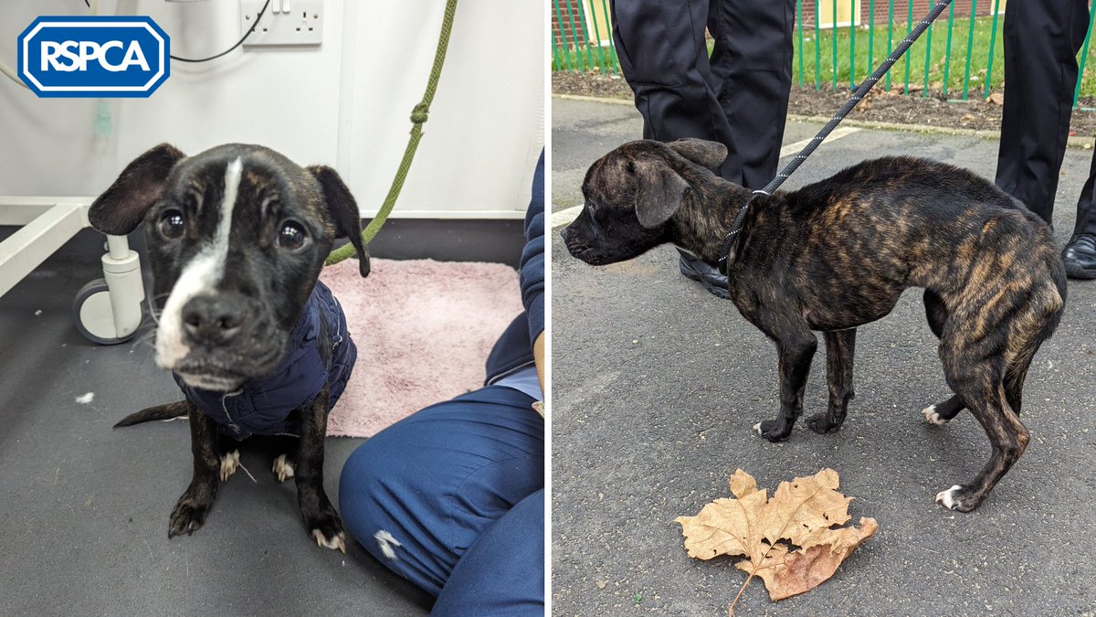 Chestnut was spotted abandoned in a 12th-floor flat by a maintenance worker abseiling down the tower block in #Tottenham. 

If you recognise Chestnut or have any info, please call 0300 123 8018 ☎️⁣

Support our frontline teams and #JoinTheRescue: bit.ly/4792BOb