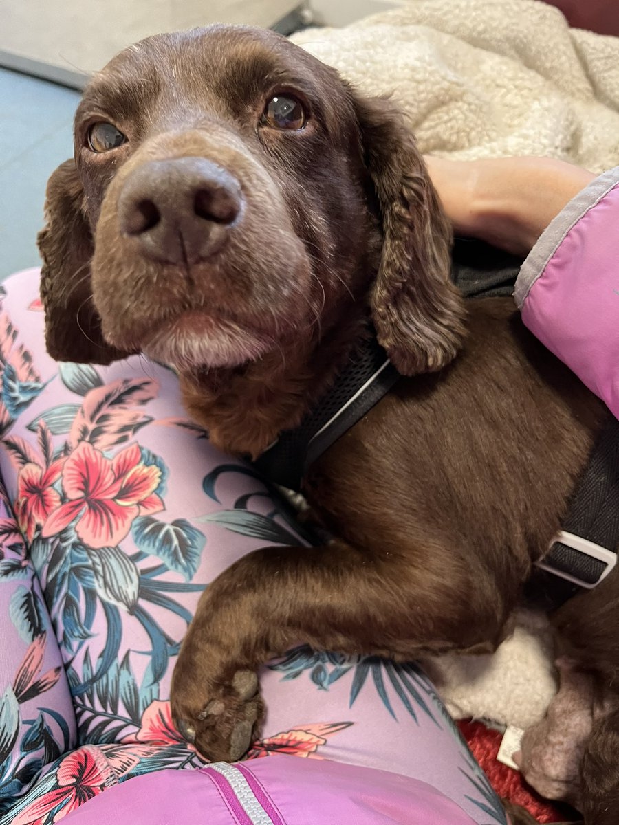 Moz0373Runner's tweet photo. #stidying #intervals #cuddleclub @BleakholtUK - sweetheart Molly, clever and cuddly Zak, lovable Lily ❤️❤️❤️ … #AdoptDontShop https://t.co/VBbTOPL4je