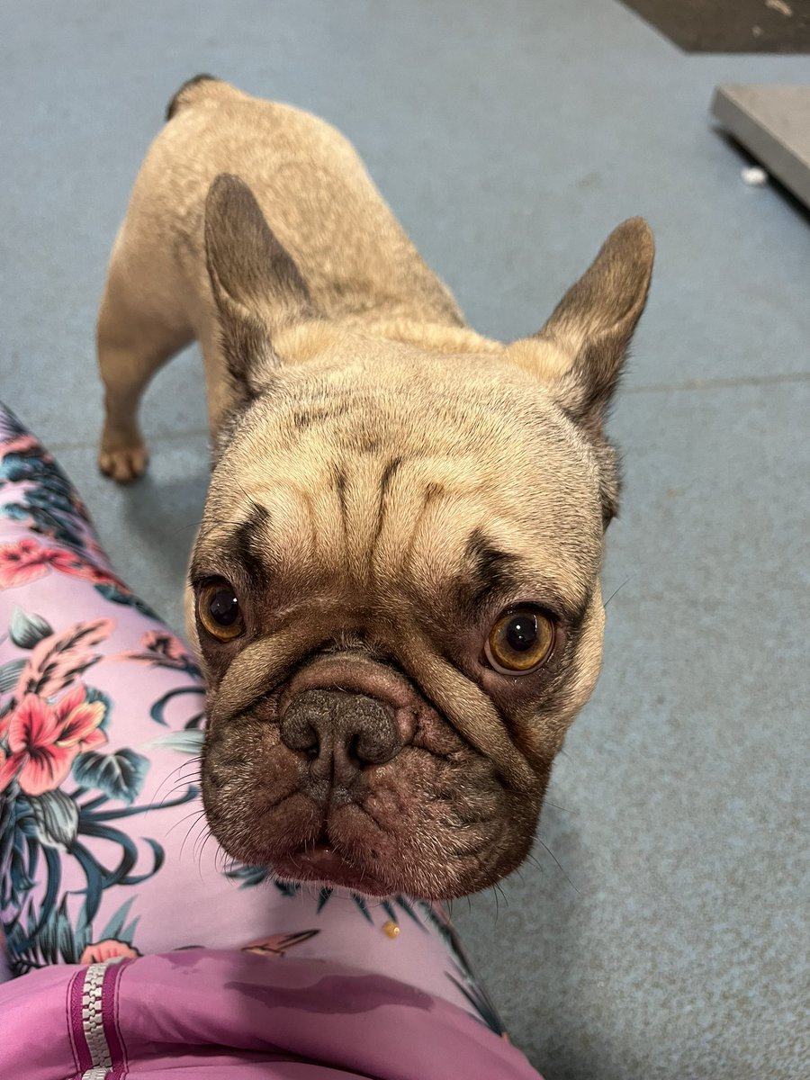 Moz0373Runner's tweet photo. #stidying #intervals #cuddleclub @BleakholtUK - sweetheart Molly, clever and cuddly Zak, lovable Lily ❤️❤️❤️ … #AdoptDontShop https://t.co/VBbTOPL4je