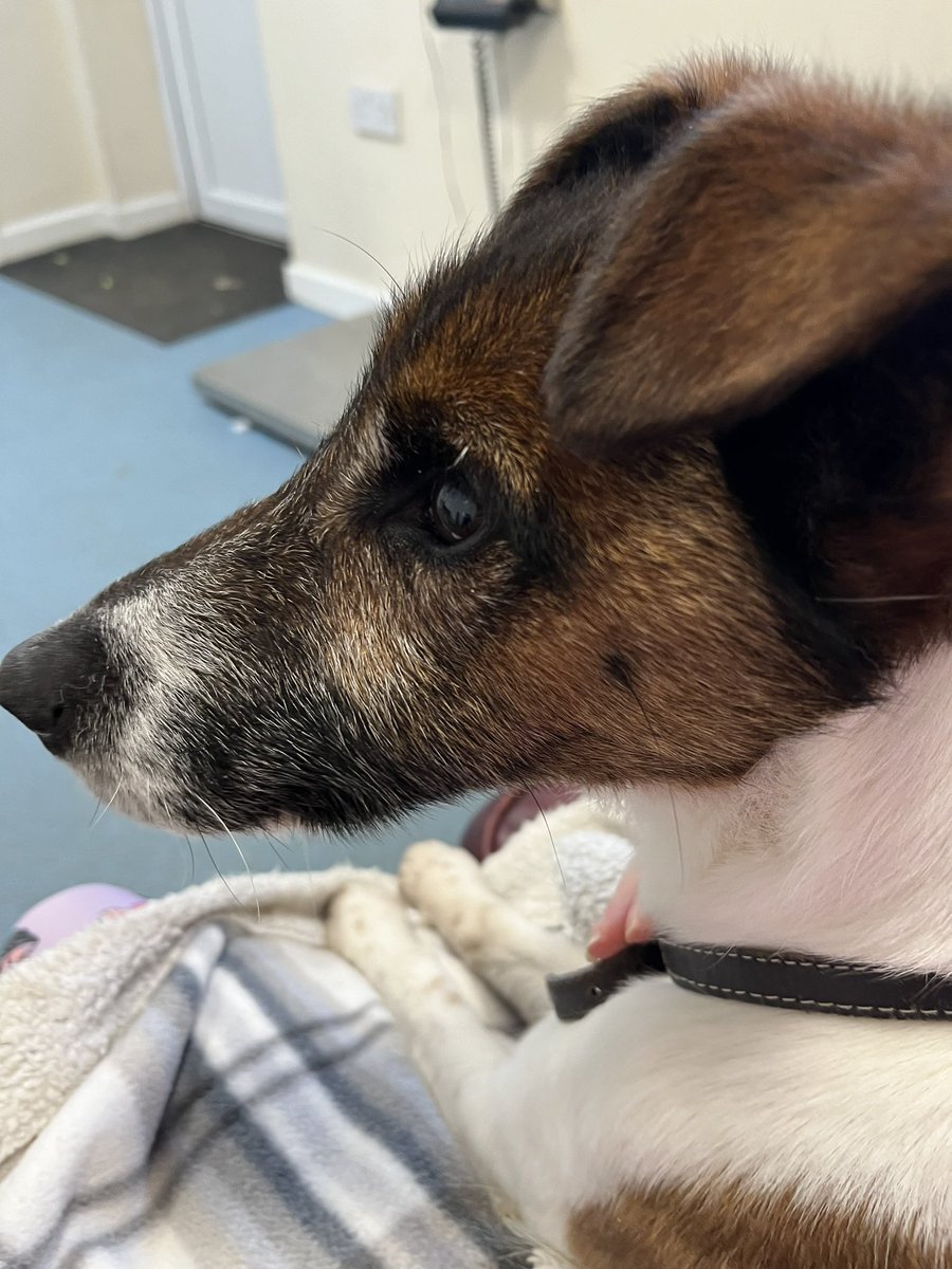 Moz0373Runner's tweet photo. #stidying #intervals #cuddleclub @BleakholtUK - sweetheart Molly, clever and cuddly Zak, lovable Lily ❤️❤️❤️ … #AdoptDontShop https://t.co/VBbTOPL4je