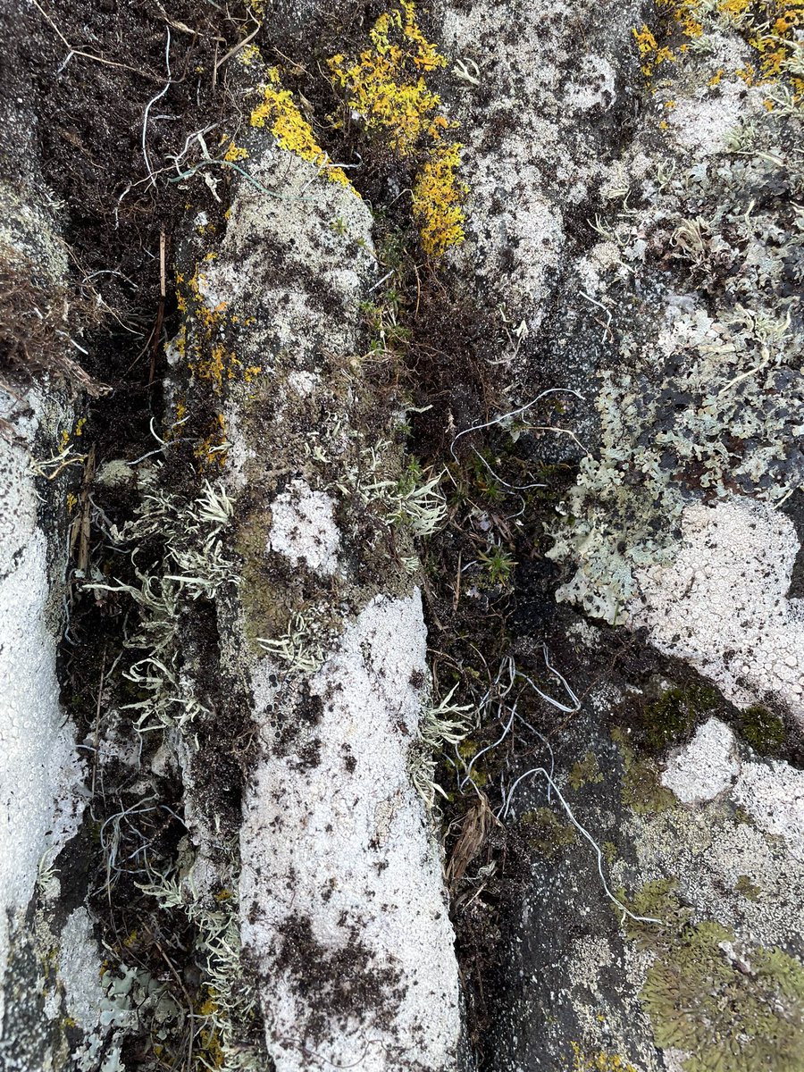 SuilanSpink's tweet photo. It is not until I #film in slow~motion that we see the #reality of #plastic #fishing / #industrial #shipping hear #ADLFG #disintegrating into #millions of #microplastics #nanoplastics too. #Dust as can be seen here. Our #Atmosphere @HugoSAS @ScotIslandsFed @mcsuk @ScotGovMarine https://t.co/Bm0PAepla7