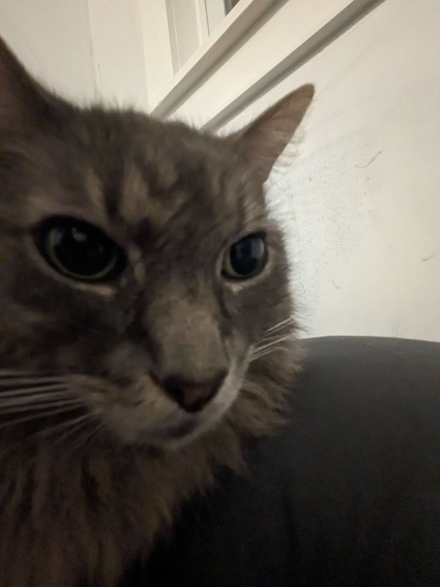 DumbNoms's tweet photo. psst https://t.co/MFgwoasIpZ