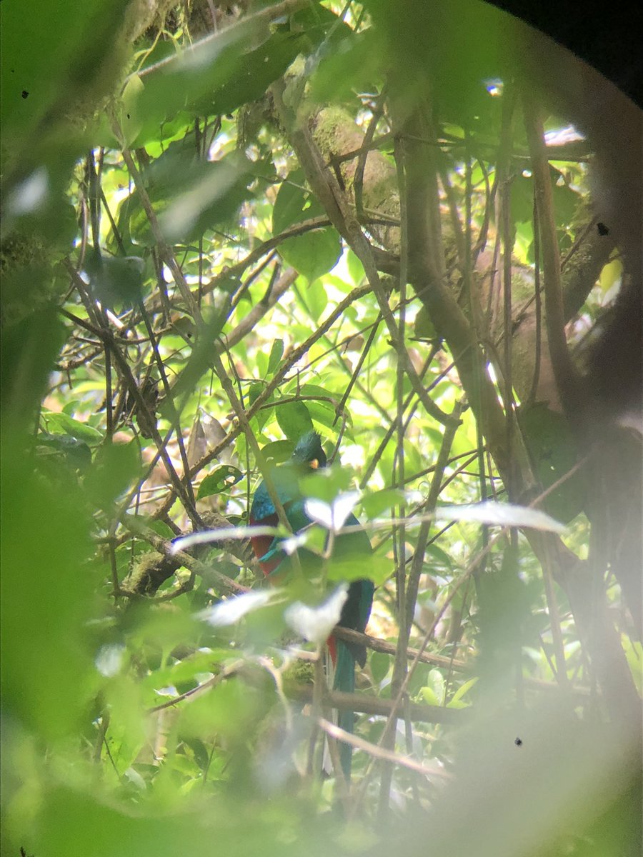 NicolaWeber's tweet photo. Great start to @UniExeCEC Tropical Biodiversity &amp; Conservation field course in Costa Rica 🇨🇷 with a few days in Monteverde cloud forest: quetzals, motmots, spider monkeys, snakes &amp;possible puma sightings 🐸 🦜 🐍 &amp;research project work… https://t.co/MSPg4BFqTg