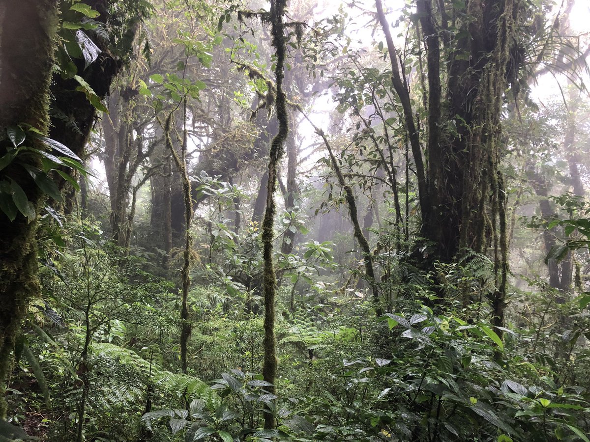 NicolaWeber's tweet photo. Great start to @UniExeCEC Tropical Biodiversity &amp; Conservation field course in Costa Rica 🇨🇷 with a few days in Monteverde cloud forest: quetzals, motmots, spider monkeys, snakes &amp;possible puma sightings 🐸 🦜 🐍 &amp;research project work… https://t.co/MSPg4BFqTg