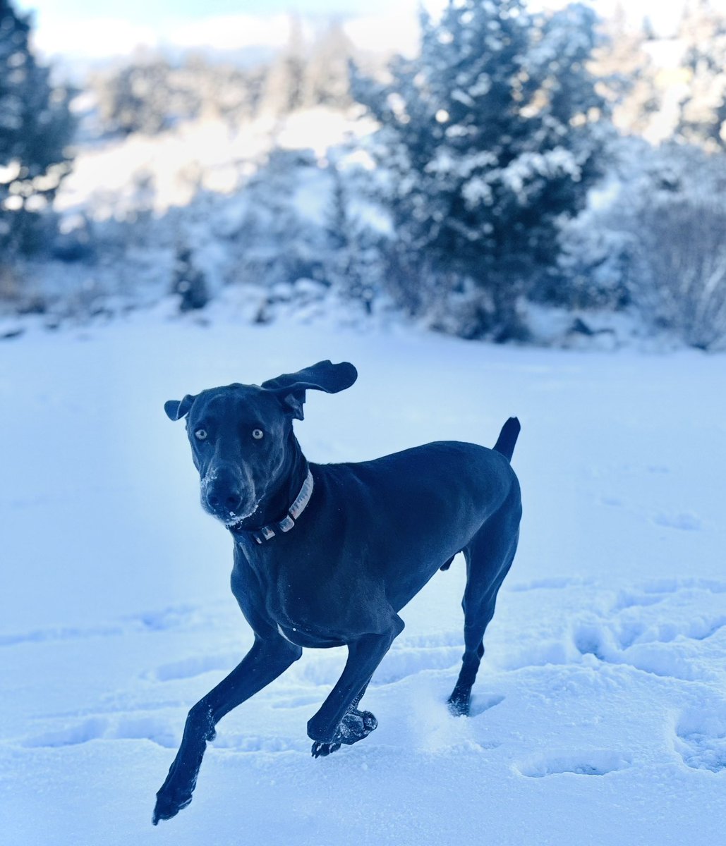 First real snow of the season. Hutch is happy.