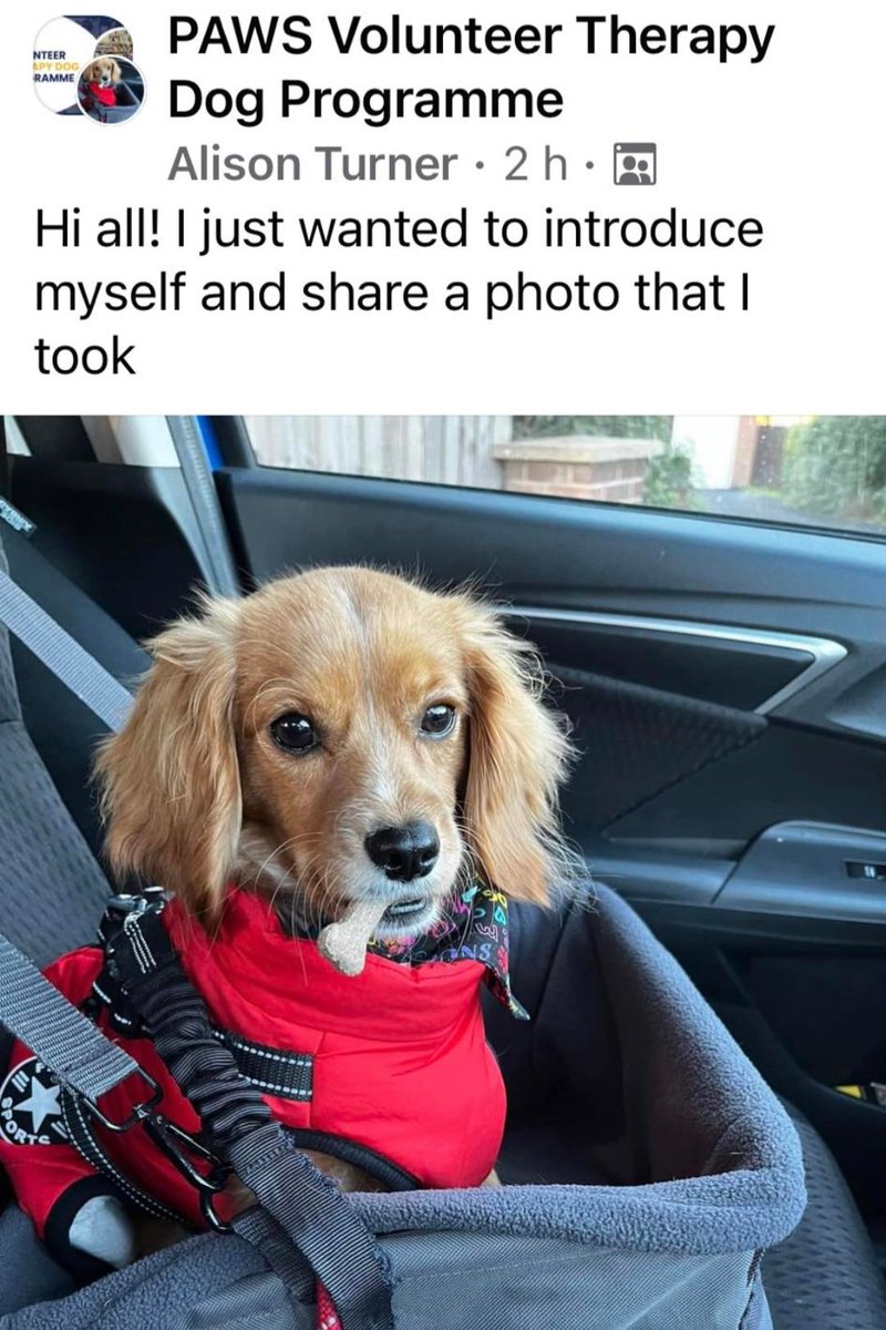 missfudge91's tweet photo. Sox & Mum have officially enrolled on their accredited programme. Certified Therapy Dog here he comes!🐕 @SpaldingPriAcad
@InfinityAcad @LMorganSENDCO
@RaistrickAndrew @Beresford9Sam #therapydog #SEND #animaltherapy
https://t.co/1DDvkDLdXg https://t.co/wDxVW5bnOS