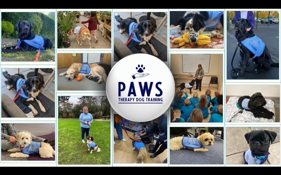 missfudge91's tweet photo. Sox & Mum have officially enrolled on their accredited programme. Certified Therapy Dog here he comes!🐕 @SpaldingPriAcad
@InfinityAcad @LMorganSENDCO
@RaistrickAndrew @Beresford9Sam #therapydog #SEND #animaltherapy
https://t.co/1DDvkDLdXg https://t.co/wDxVW5bnOS