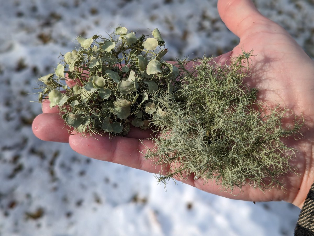 We had terrible winds yesterday. No damage but I did find these cute little lichen bouquets all over the place. :)