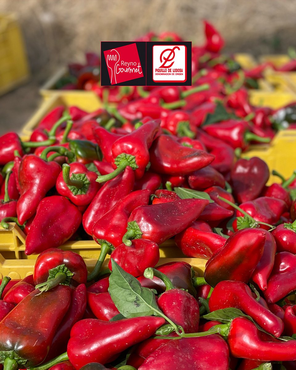 piquillo_lodosa tweet media