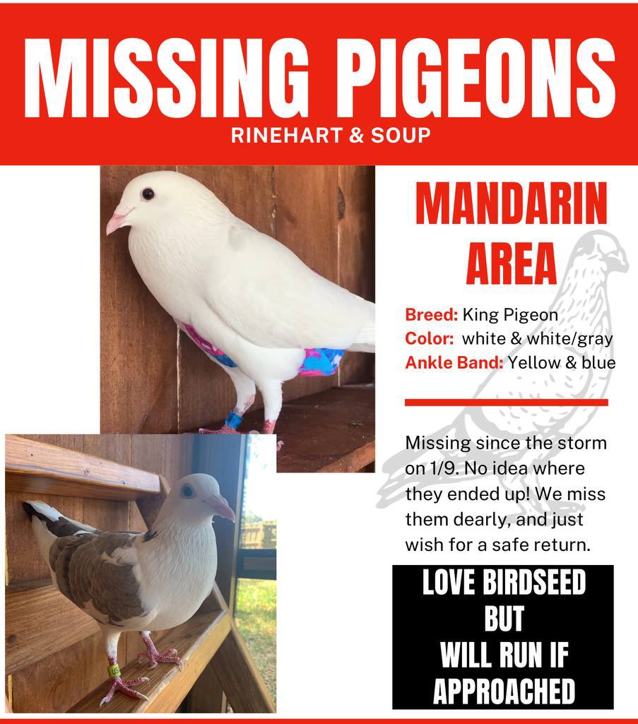 EmptyBepsi's tweet photo. #Jacksonville #DUUUVAL #jaxmandarin #florida #missingpets #missingbird #pigeon
Please share if you can- they were lost in the mandarin area of Jacksonville FL, between San Jose and Old St Augustine, close to Burnett park.
We walked out on Wednesday morning to find them missing https://t.co/TujeebmCEd