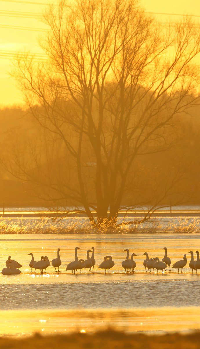 KJarkema's tweet photo. Wintergasten in de Hoenwaard! #dpwc24 #localpatch #hattem https://t.co/3UmS10Unuc