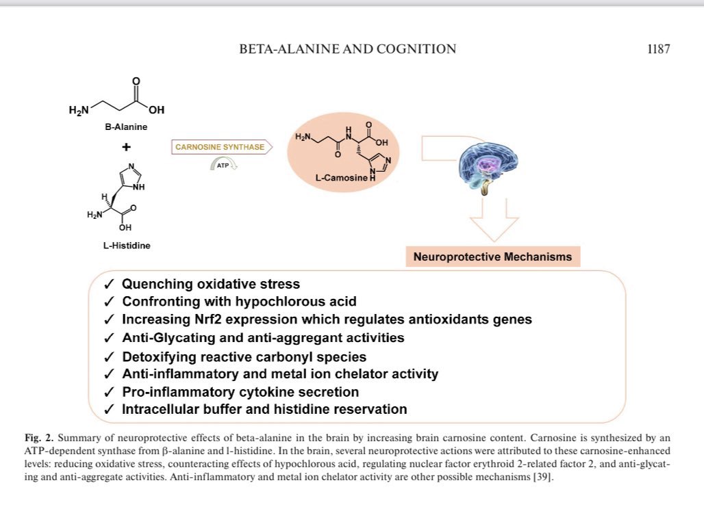 A lot more of you should be beta alanine maxing <a href="/BowTiedNeuron/">BowTiedNeuron | Neuroscientist</a>