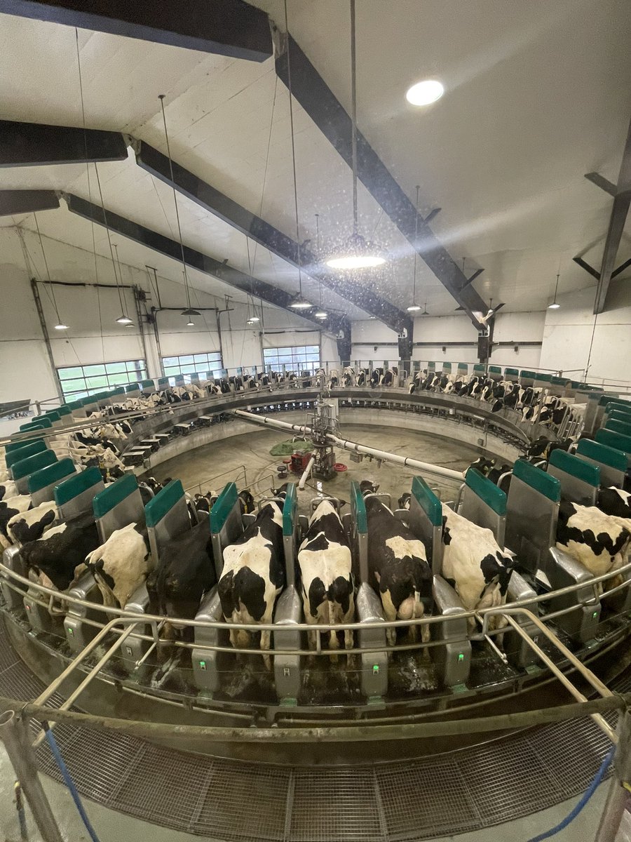 University of Guelph Dairy Science Club tweet media