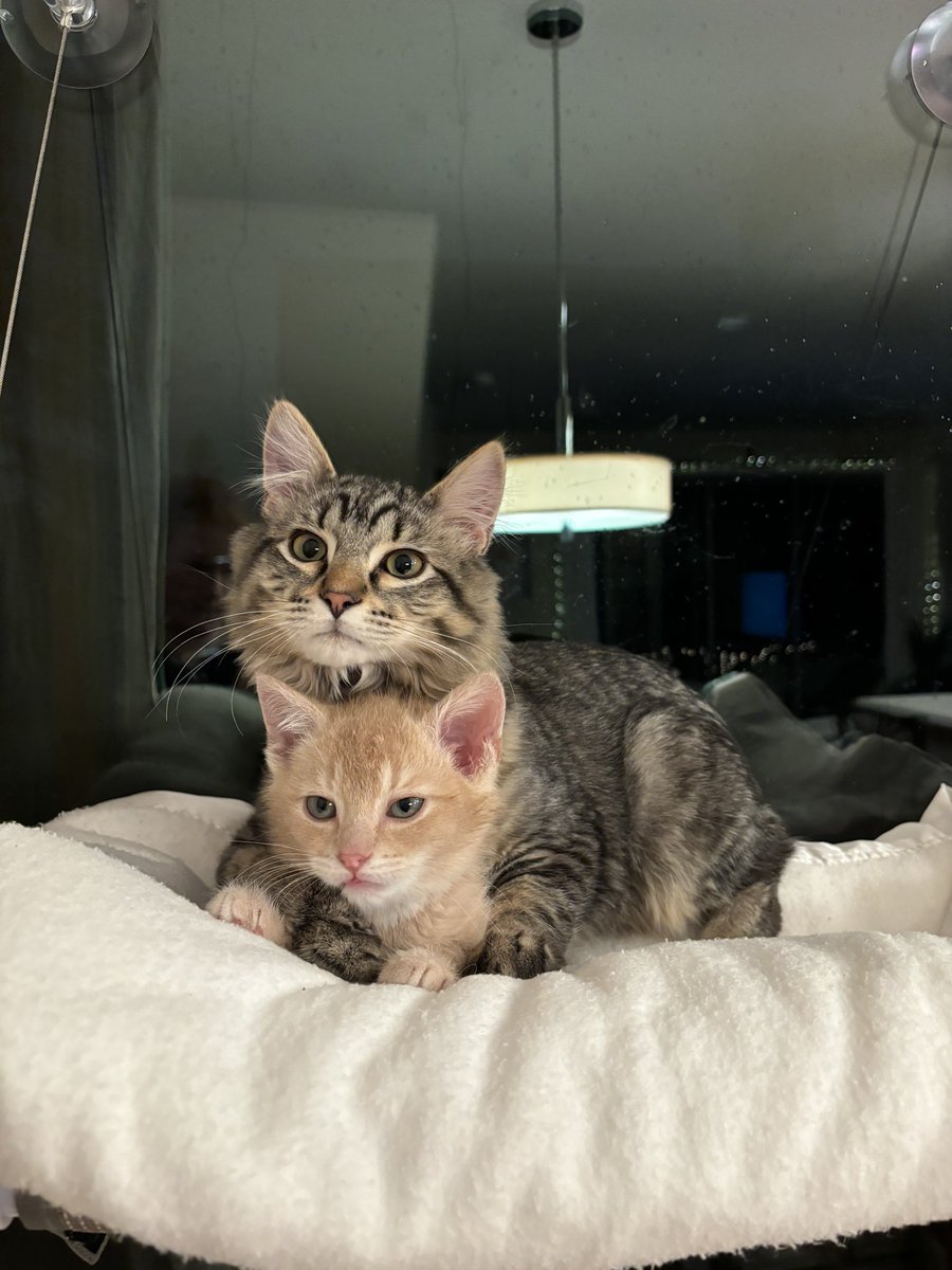 taradublinrocks's tweet photo. We interrupt your doomscrolling for an update on my son’s girlfriend’s new orange kitten, Sully, who is now fully bonded with his roommate, Chowder 😻😻 #twitterkittens https://t.co/uvgqDRaXAj