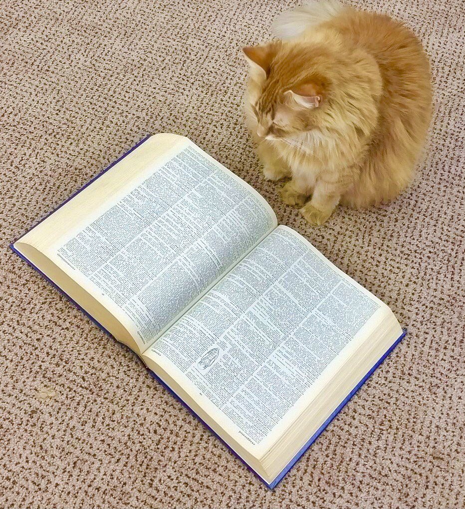 Pretty soon, even cats won’t be allowed to read a dictionary in Florida.  #StopBanningBooks