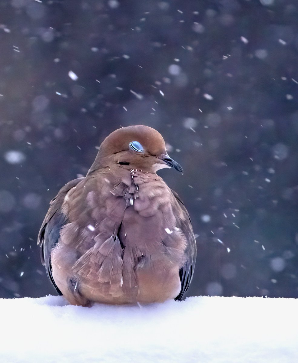 A Mourning Dove, perched delicately over a blanket of snow, gracefully bows its head under the gentle descent of falling flakes, one eye closed in serene contemplation. #birdwatching #birdphotography #NaturePhotography